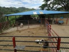 stefania vasquez - Finca en Pereira, Risaralda